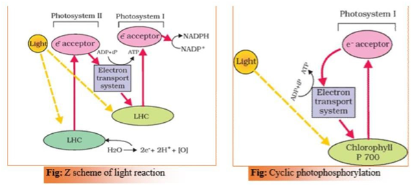 10TH ICSE CLASS MCQ ON PHOTOSYNTHESIS IN HIGHER PLANTS