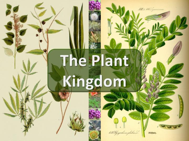 PLANT KINGDOM NEET QUESTIONS 