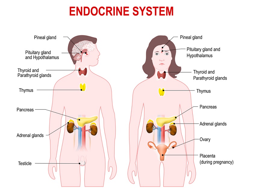 10 ICSE Quiz on Endocrine System