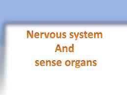 10 ICSE Quiz on Nervous System and Sense Organs