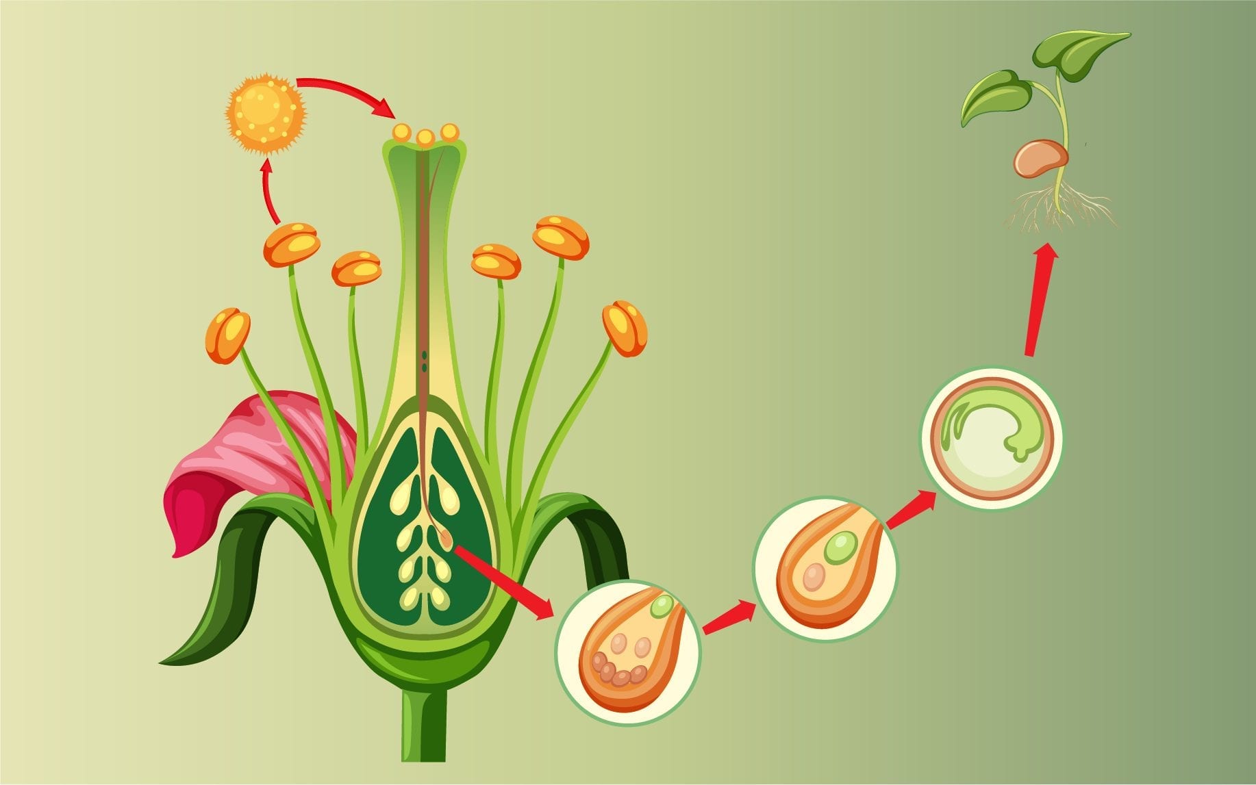 What Are The Different Ways By Which Plants Reproduce Class 5