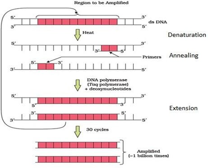 CBSE SAMPLE PAPER BIOLOGY CLASS 12 