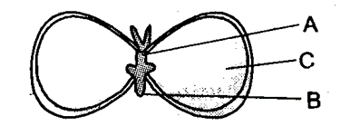 HOW DO ORGANISMS REPRODUCE CLASS 10 MCQ