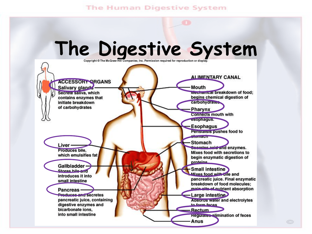 digestive-system-class-9-icse-education-world