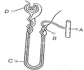 EXCRETORY SYSTEM 10 ICSE