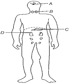 ENDOCRINE SYSTEM CLASS 10 ICSE