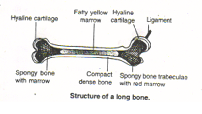 MOVEMENT AND LOCOMOTION CLASS 9 ICSE