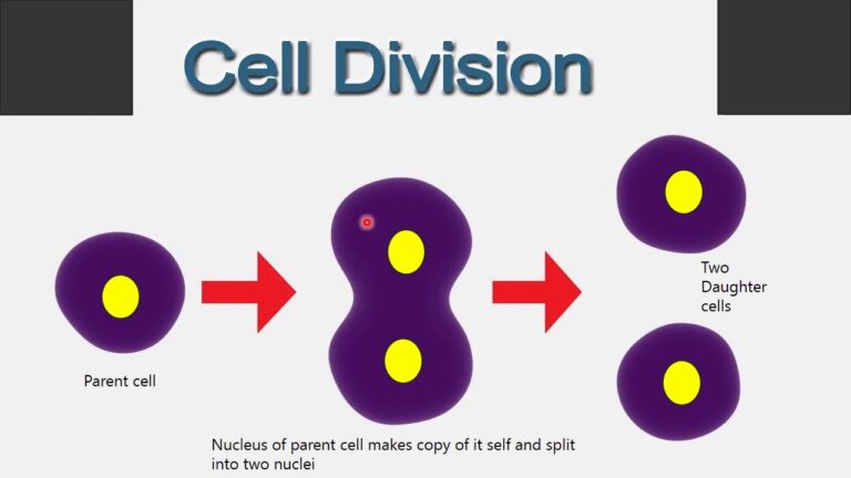 100 MCQ ON CELL DIVISION CLASS 11 Education World